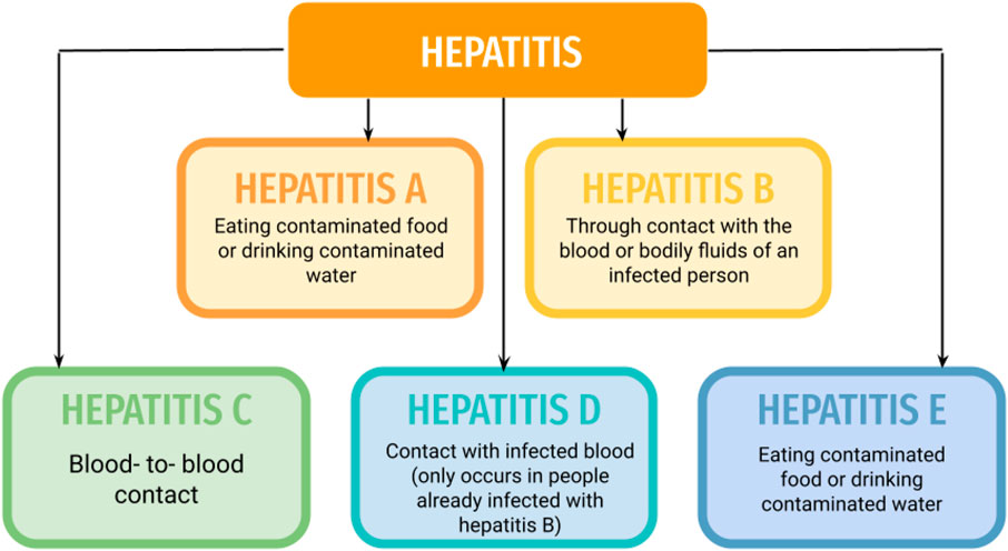 Frontiers | Role of bioactive compounds in the treatment of hepatitis: A review